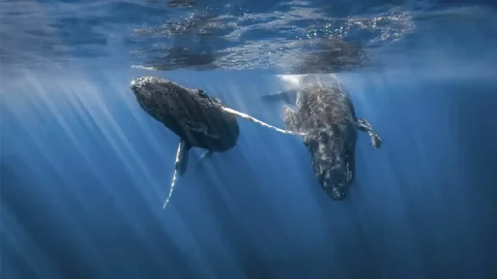 humpback whale symbolism